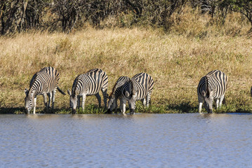 Herd of zebras in the African savannah