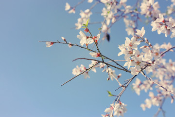 background of spring almond blossoms tree. selective focus.