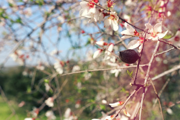 background of spring almond blossoms tree. selective focus.