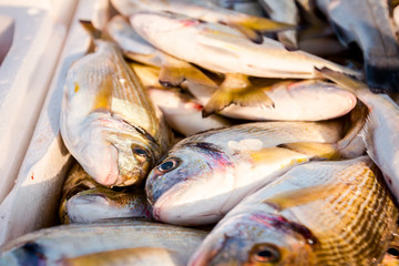 Obraz premium Fresh Dorado fish on Ice at outdoor fish flea market