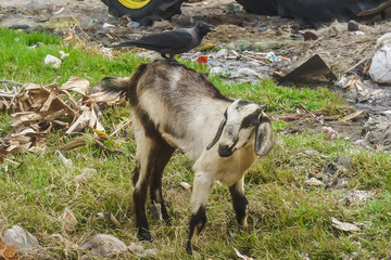 A crow sits on a goat among the garbage. Kanyakumari, India