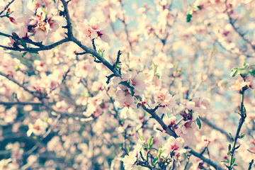 background of spring cherry blossoms tree. selective focus.