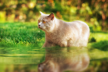 A gray cat sneaks into a big puddle in a green sunny garden.