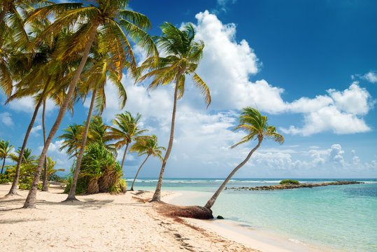 Blue sky,coconuts trees,  turquoise water and golden sand, Caravelle beach, Saint Anne, Guadeloupe, French West Indies.