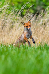 Cute Red Fox, Vulpes vulpes in fall forest. Beautiful animal in the nature habitat. Wildlife scene from the wild nature. Red fox running in orange autumn leaves