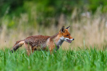Cute Red Fox, Vulpes vulpes in fall forest. Beautiful animal in the nature habitat. Wildlife scene from the wild nature. Red fox running in orange autumn leaves