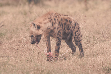 Hyena, Kruger National Park, South Africa