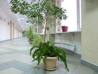 Fototapeta na wymiar gallery of flowers in the long corridor