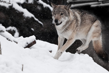A large gray wolf quickly runs through the forest, a powerful impetuous wild beast in winter.