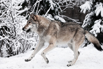 A large gray wolf quickly runs through the forest, a powerful impetuous wild beast in winter.