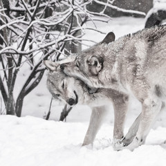 Obraz premium Wolves male and female play during mating in a snowy winter forest