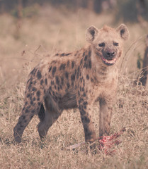 Hyena, Kruger National Park, South Africa