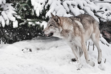 A large gray wolf quickly runs through the forest, a powerful impetuous wild beast in winter.