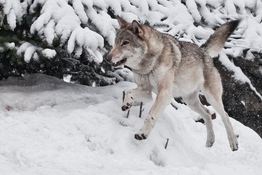 A large gray wolf runs so fast that it flies in a jump, a fast animal in of pictures.