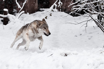 Obraz premium A large gray wolf quickly rushes through the snow ahead on you, in the snow