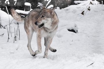 Fototapeta na wymiar A large gray wolf quickly runs through the forest, a powerful impetuous wild beast in winter.