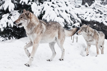 A pair of wolves (male and female) quickly run together through a snowy forest in the snowfall, the symbol of men and wife.