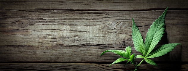 Cannabis Sativa Leaves On Wooden Table - Medical Legal Marijuana - obrazy, fototapety, plakaty