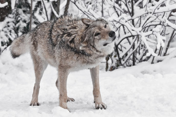 Obraz premium The wolf (female wolf) vigorously shakes off hair from snow during a snowfall