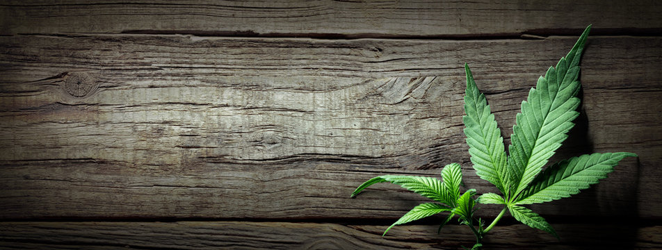 Cannabis Sativa Leaves On Wooden Table - Medical Legal Marijuana