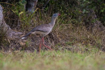 Red legged Seriema, Pantanal , Brazil