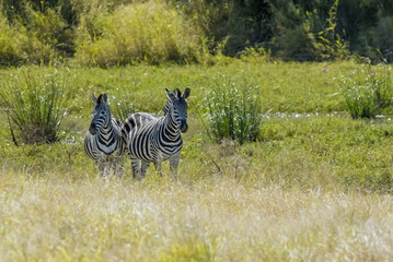 Herd of zebras in the African savannah