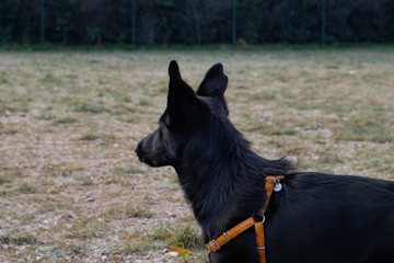 Black German Sheepard Dog Puppy in training class. Portrait, Running, Dog Trainer