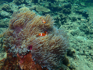 The beauty of underwater world diving in Sabah, Borneo.