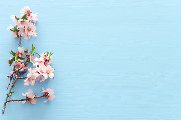 photo of spring white cherry blossom tree on blue wooden background. View from above, flat lay
