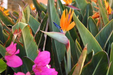 Schöne Strelitzie / Paradiesvogelblume auf Gran Canaria im Sonnenlicht