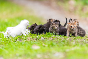 Group of little kittens in the grass