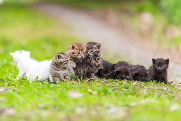 Group of little kittens in the grass