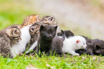 Group of little kittens in the grass