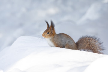 Naklejka na ściany i meble squirrel snow winter