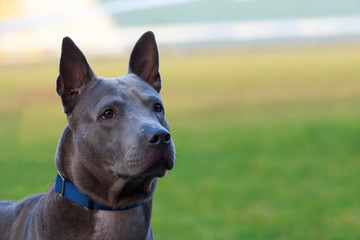 Dog breed Thai Ridgeback