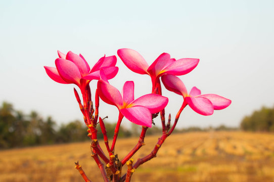 Sandal flower clearance
