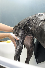 Greyhound bath in a veterinary clinic