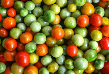 Fresh red and green tomato on background / Cherry tomato vine