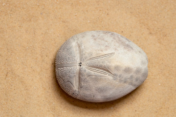Top view of sand dollar sea urchin on sandy beach