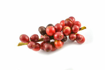 Fresh red coffee beans isolated on white background