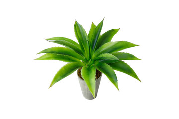 green flower in a pot, isolated on white