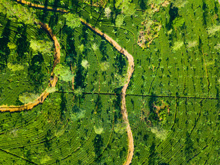 Aerial view of hills with tea plantation misty morning in Sri Lanka.
