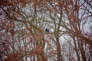 Silhouette of two raven in a tree on a misty day.