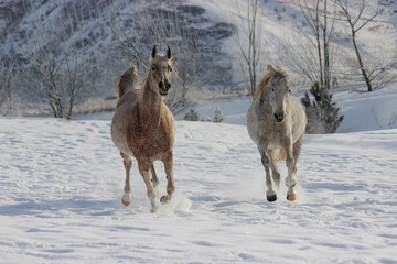 Obraz premium gray white purebred arabian horses running in the snow in winter