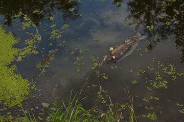 The dead fish float on the surface of the water