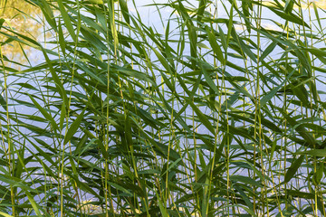Coastal plants on the background of the water of the pond, natural background