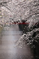 目黒川の桜並木