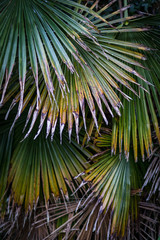 dying and decaying palm tree leaves background