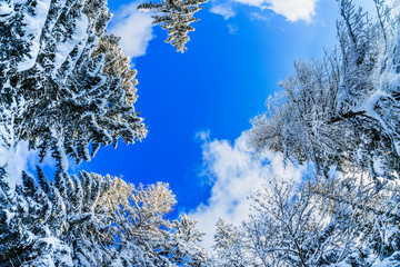Winter forest on a bright sunny day; view from below up in the sky using ultra-wide angle lenses.