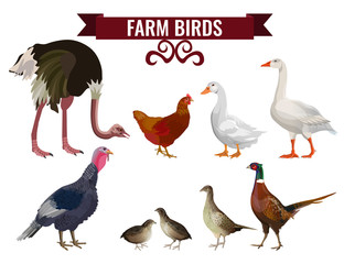 Set of farm birds